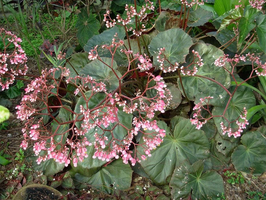 B. ‘Selph's Mahogany’